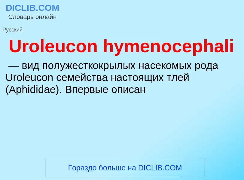 ¿Qué es Uroleucon hymenocephali? - significado y definición