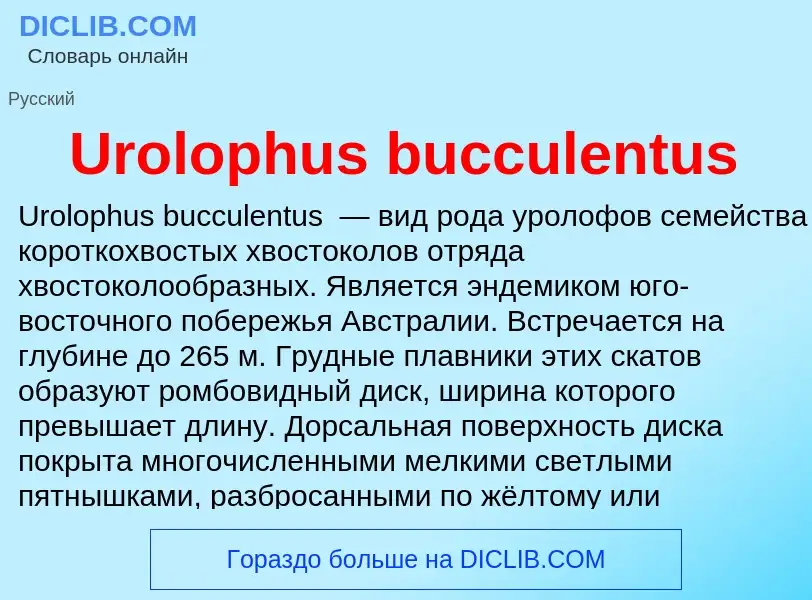 Che cos'è Urolophus bucculentus - definizione