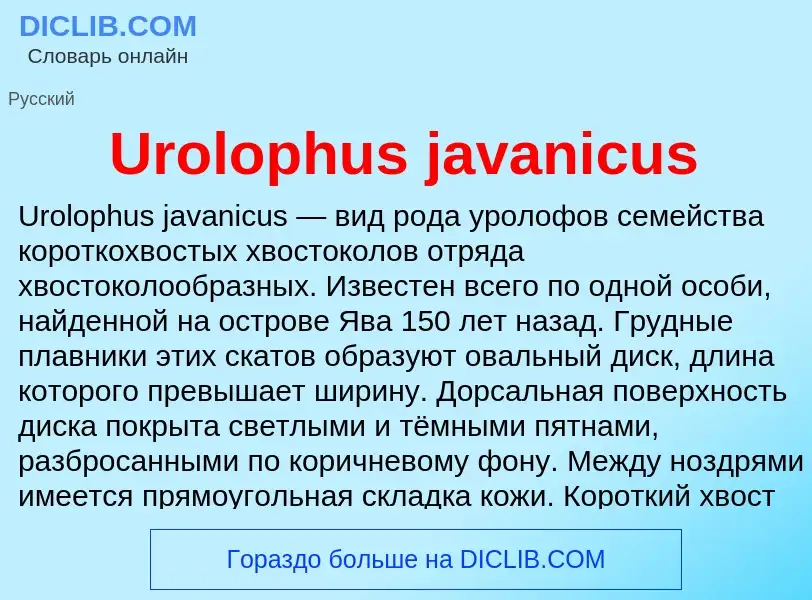 Che cos'è Urolophus javanicus - definizione