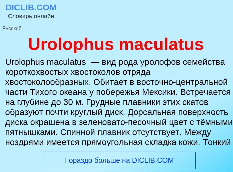 Che cos'è Urolophus maculatus - definizione