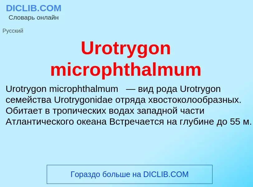 Che cos'è Urotrygon microphthalmum - definizione