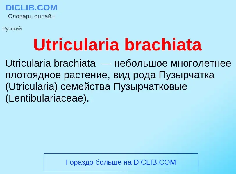 Che cos'è Utricularia brachiata - definizione