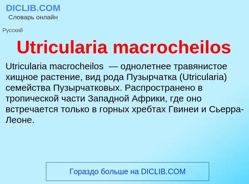 Che cos'è Utricularia macrocheilos - definizione