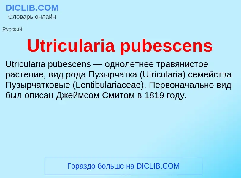 What is Utricularia pubescens - definition