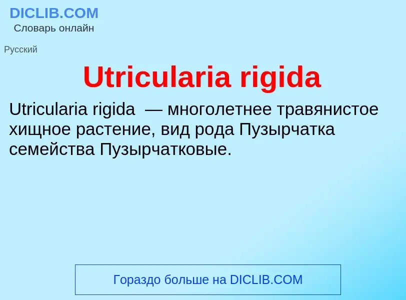 ¿Qué es Utricularia rigida? - significado y definición