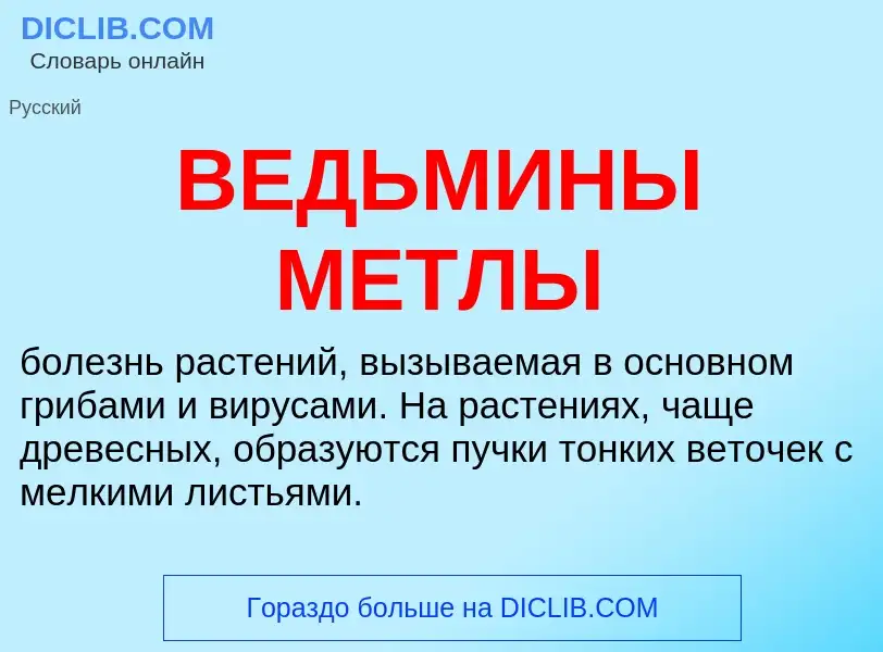 Wat is ВЕДЬМИНЫ МЕТЛЫ - definition