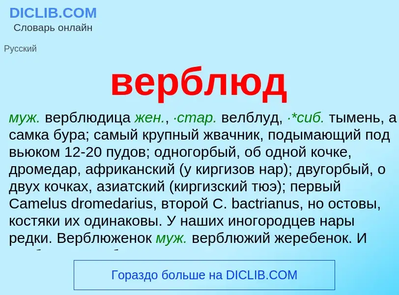 Wat is верблюд - definition