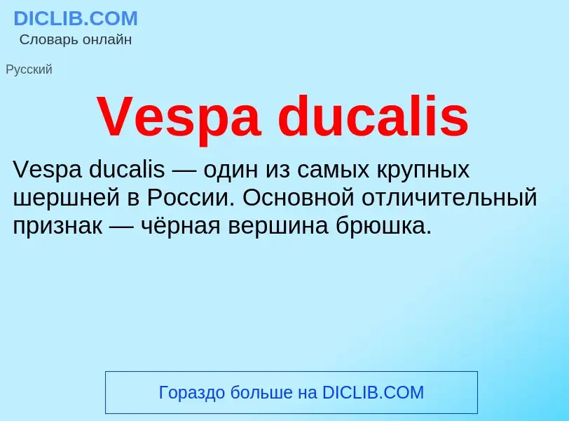 Что такое Vespa ducalis - определение