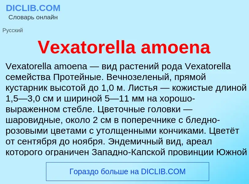 Что такое Vexatorella amoena - определение