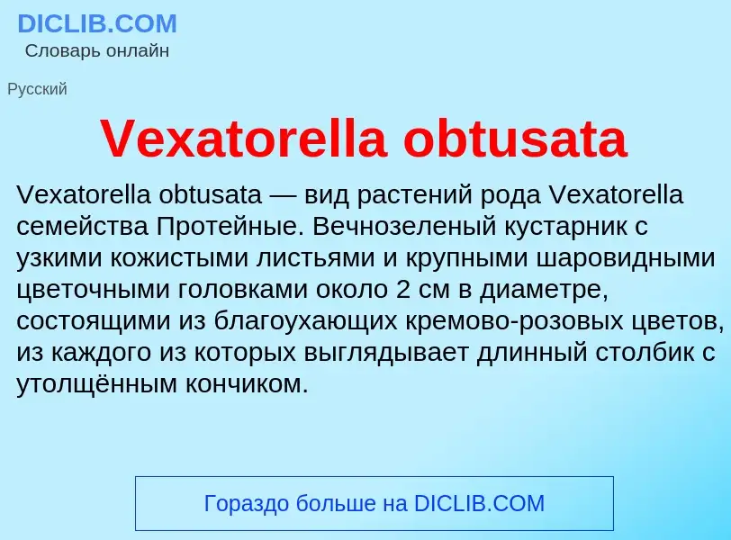 Что такое Vexatorella obtusata - определение