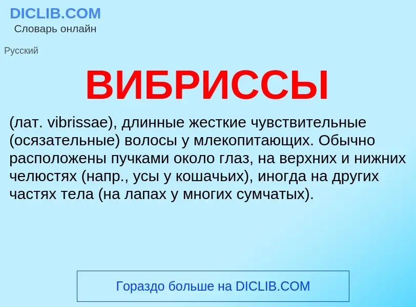 What is ВИБРИССЫ - definition