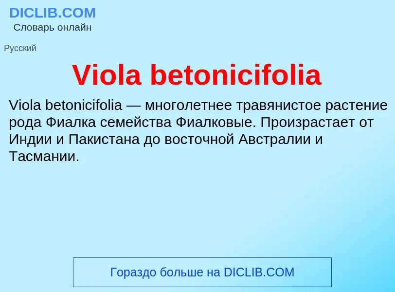 Что такое Viola betonicifolia - определение