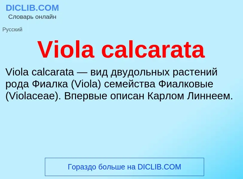 Τι είναι Viola calcarata - ορισμός