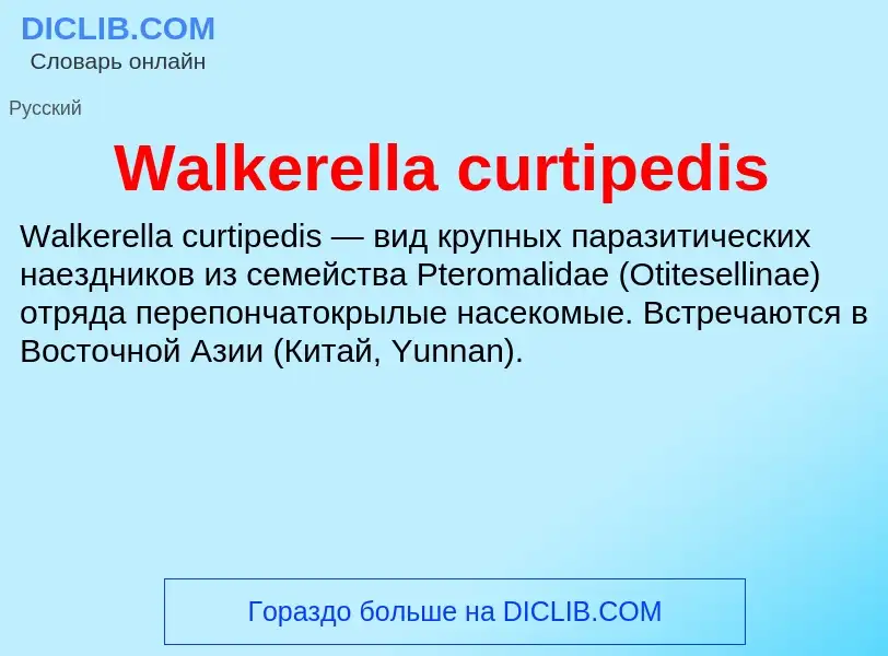 What is Walkerella curtipedis - meaning and definition