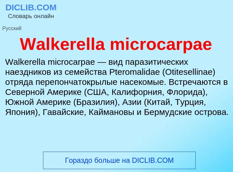 Τι είναι Walkerella microcarpae - ορισμός