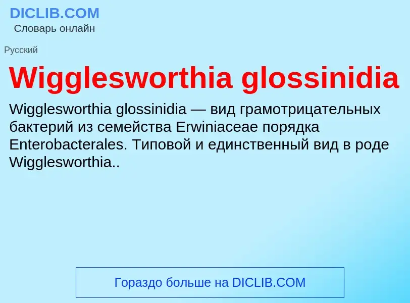 Τι είναι Wigglesworthia glossinidia - ορισμός