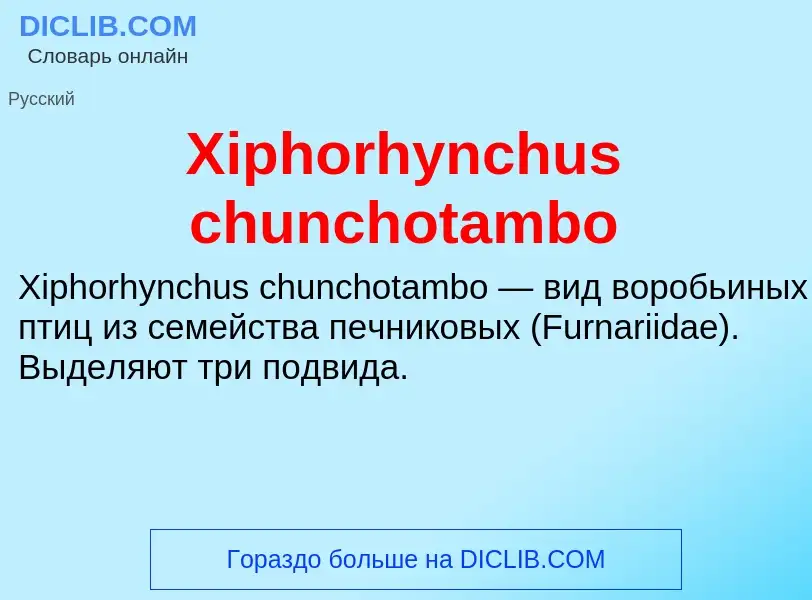 Что такое Xiphorhynchus chunchotambo - определение