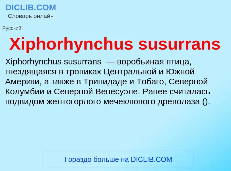 Was ist Xiphorhynchus susurrans - Definition