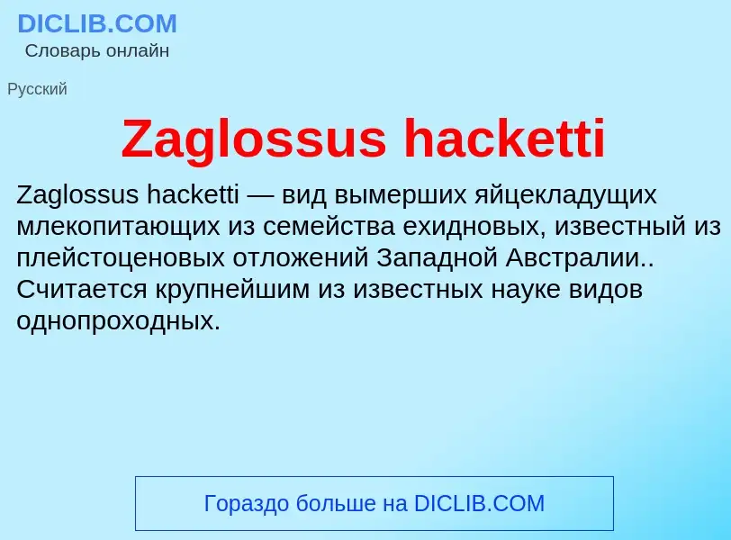 ¿Qué es Zaglossus hacketti? - significado y definición