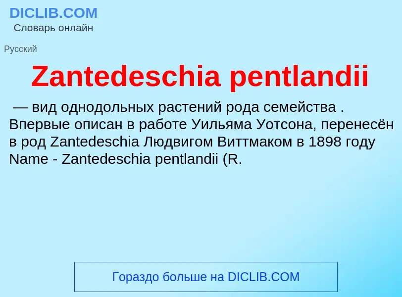 ¿Qué es Zantedeschia pentlandii? - significado y definición