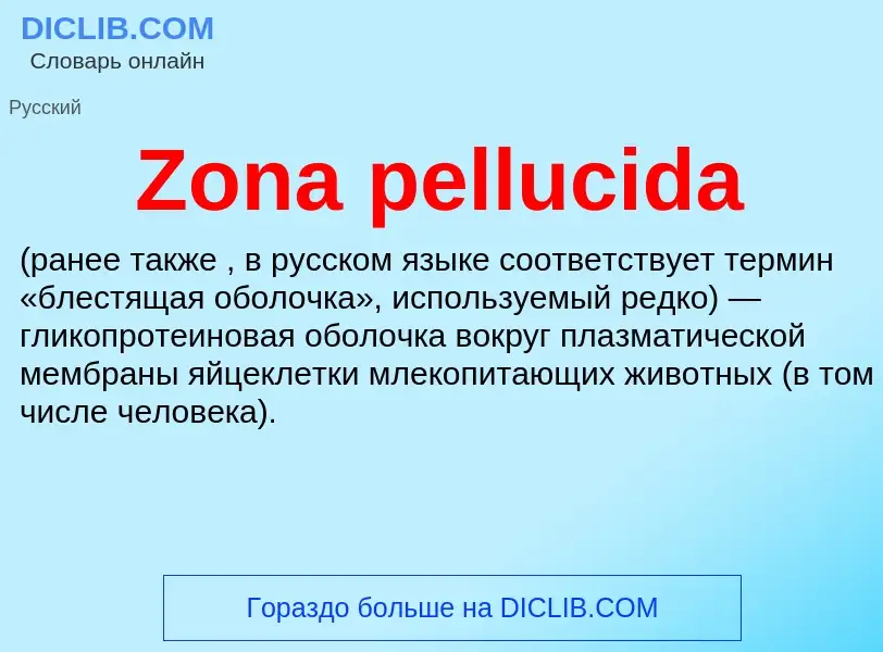 O que é Zona pellucida - definição, significado, conceito